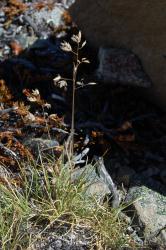 Image: Kerry Ford © Landcare Research 